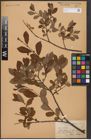 Foto von Salix aurita L.